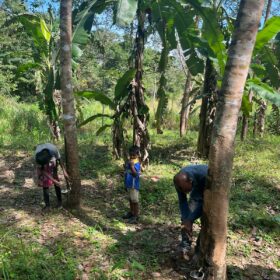 Coalition multi-acteurs : transformer l'agriculture au Sri Lanka