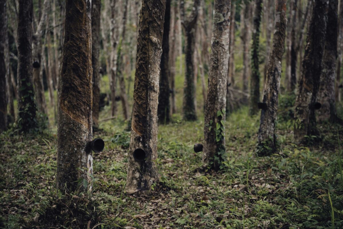 Impacts qualitatifs sur la supply chain du caoutchouc naturel