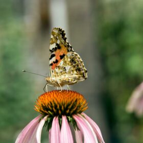 Découvrez comment garantir l’intégrité et l’impact réel des crédits biodiversité grâce à des cadres scientifiques et sociaux exigeants.