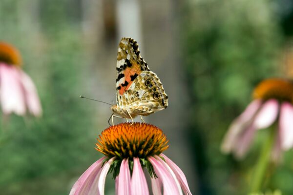 Découvrez comment garantir l’intégrité et l’impact réel des crédits biodiversité grâce à des cadres scientifiques et sociaux exigeants.