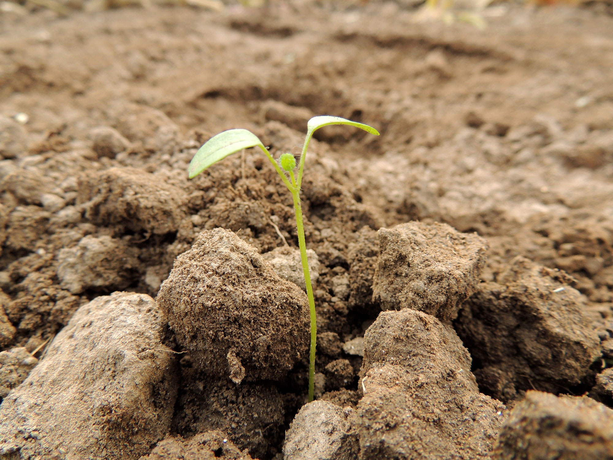 Ksapa designs and deploys ESG impact funds delivering measurable financial returns and SDG outcomes