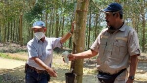 Porsche and Michelin partner with Ksapa to transform rubber supply chains, from Indonesian farmers to finished vehicles