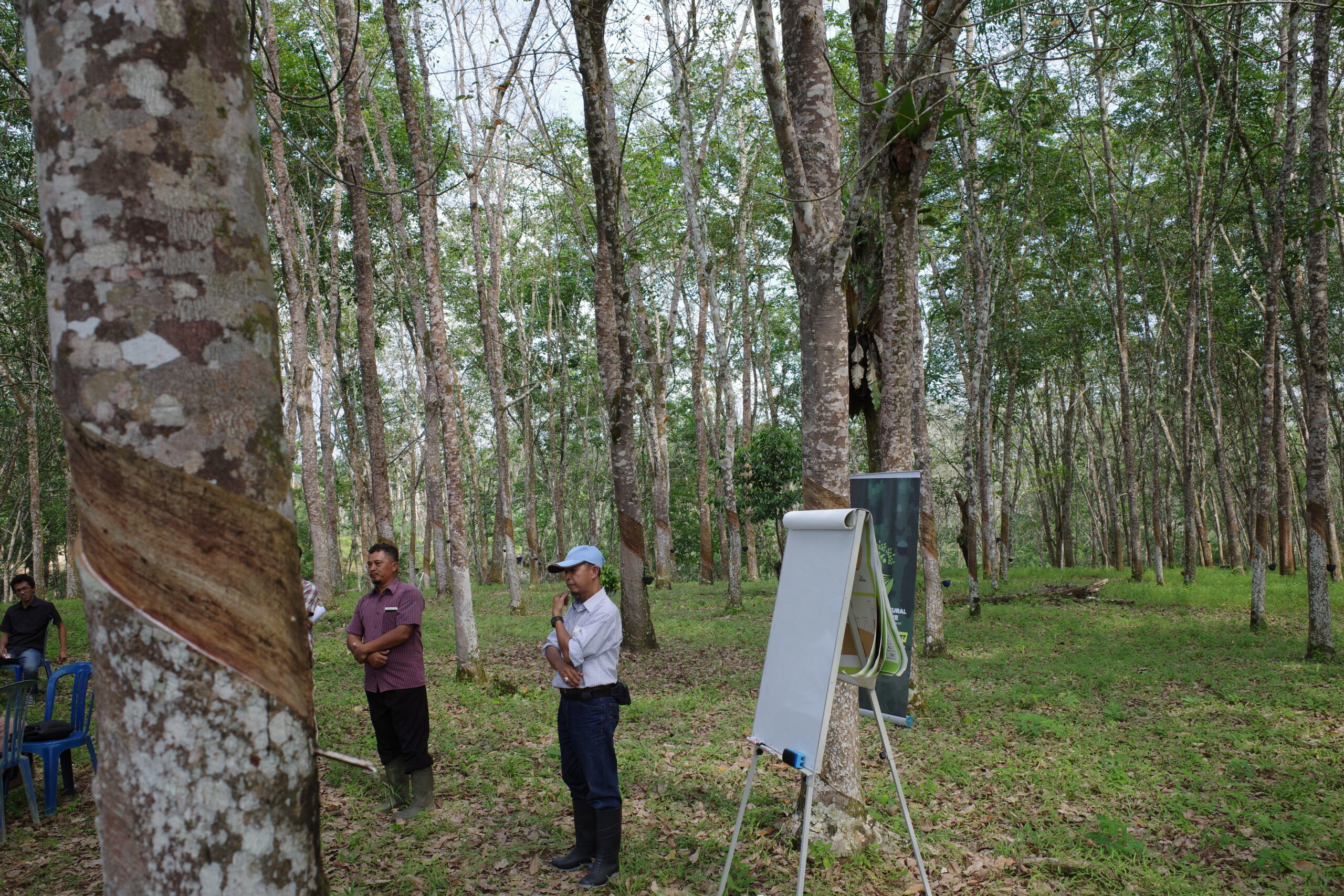 Sustainable natural rubber project in Indonesia 