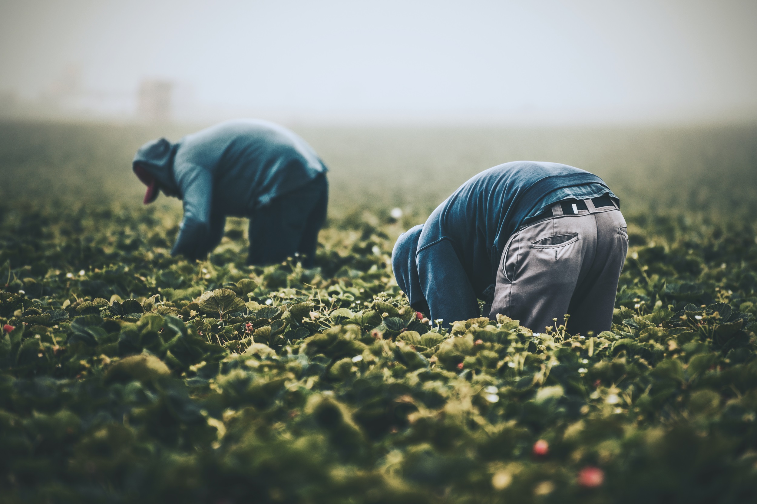In this article, Ksapa elaborates on the the effectiveness of import bans that relate to forced labor in green transition supply chains.