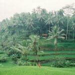 Geopolitics and climate are tightening agricultural supply. Learn how Ksapa and SUTTI help companies build sourcing resilience.