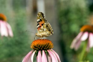 Learn how credible biodiversity credits drive real restoration, avoid greenwashing, and deliver lasting benefits for nature and communities.