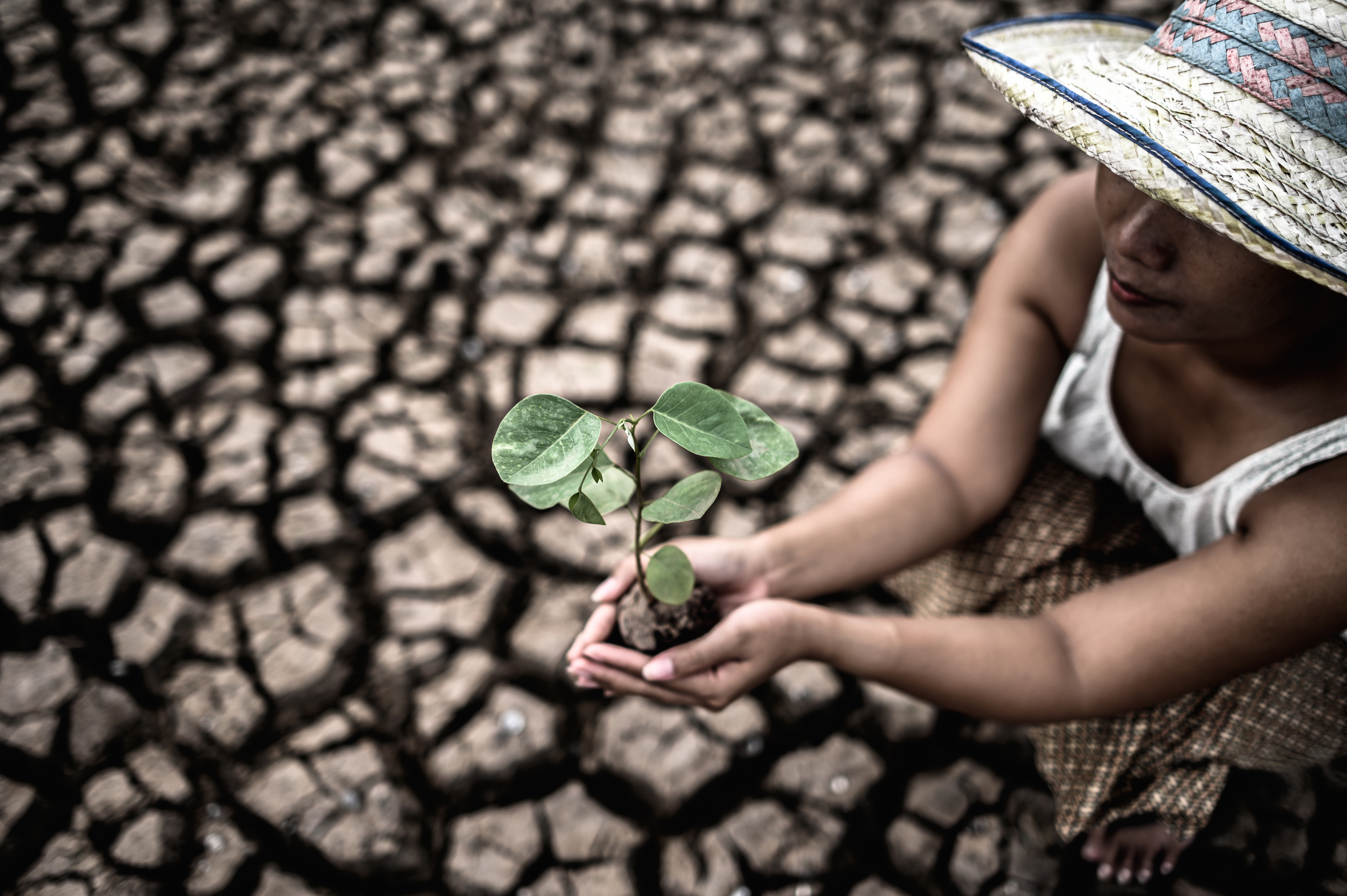 El Niño strains rubber, cocoa and coconut chains already hit by price shocks and EU deforestation delays. Ksapa's SUTTI model responds.